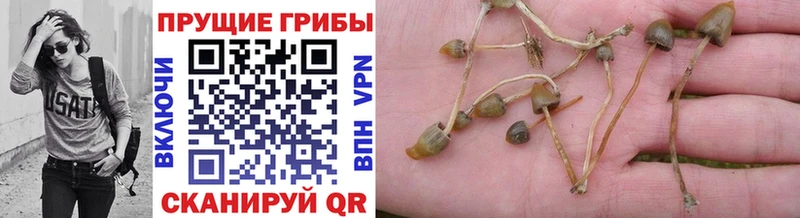 продажа наркотиков  Данков  hydra tor  Галлюциногенные грибы MAGIC MUSHROOMS 